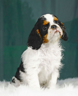 Photo №1. cavalier king charles spaniel - for sale in the city of Sillamae | 887$ | Announcement № 2294