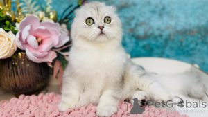 Photo №1. scottish straight - for sale in the city of Kiev | 500$ | Announcement № 149534