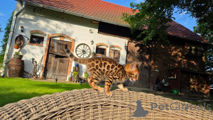 Photo №3. Stunning Bengal Kittens for Sale Healthy, Playful & Ready for Their Forever. Germany