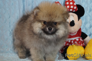 Photo №1. pomeranian - for sale in the city of Москва | 456$ | Announcement № 42300