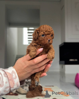 Photo №3. Beautiful poodle puppies-ready,,, Business WhatsApp ! 434-856-1209. United States