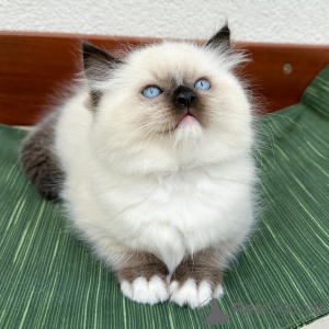 Photo №3. Ragdoll Kittens for Sale Fluffy, Hypoallergenic Ragdoll Companions with Loving. Denmark