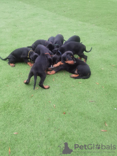 Photo №2 to announcement № 10968 for the sale of dobermann - buy in Finland private announcement
