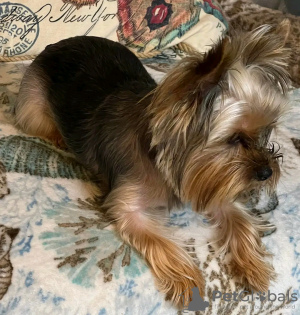 Photo №2 to announcement № 126836 for the sale of yorkshire terrier - buy in France breeder