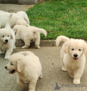 Photo №1. golden retriever - for sale in the city of Bratislava | negotiated | Announcement № 161820