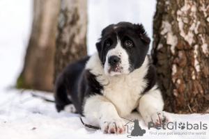 Photo №2 to announcement № 36515 for the sale of central asian shepherd dog - buy in Belarus breeder