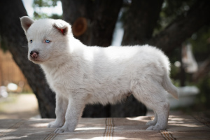 Additional photos: A puppy of the Yakut husky is waiting for the most caring fathers and mothers.