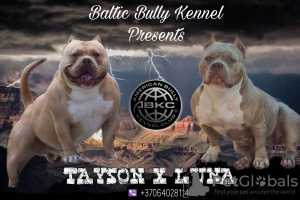 Photo №1. american bully - for sale in the city of Vilnius | 3120$ | Announcement № 30250