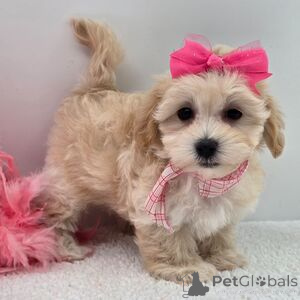 Photo №1. maltipu - for sale in the city of Aizlingen | 329$ | Announcement № 151383