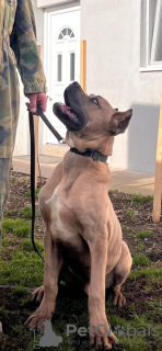 Photo №2 to announcement № 132596 for the sale of cane corso - buy in Serbia breeder