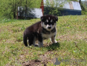 Photo №3. Super cute and lovely male and female Alaskan Malamutes for sale. Germany