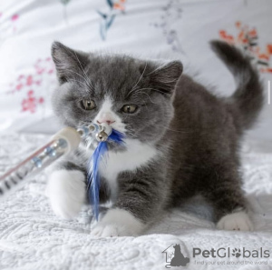 Photo №2 to announcement № 101743 for the sale of british shorthair - buy in Germany private announcement, breeder