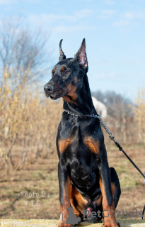 Photo №1. dobermann - for sale in the city of Москва | negotiated | Announcement № 18106