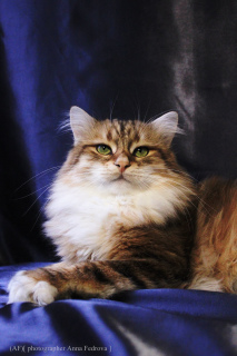 Photo №2 to announcement № 4097 for the sale of siberian cat - buy in Russian Federation from nursery