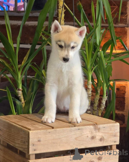 Photo №2 to announcement № 145313 for the sale of siberian husky - buy in Spain private announcement, breeder