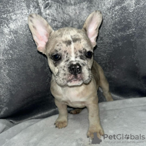 Photo №3. French Bulldog Puppies. United States