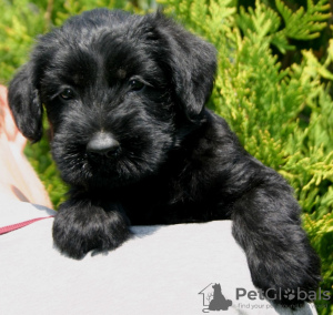Photo №2 to announcement № 11112 for the sale of giant schnauzer - buy in Ukraine breeder