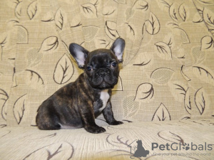 Photo №1. french bulldog - for sale in the city of Штутгарт | Is free | Announcement № 98221