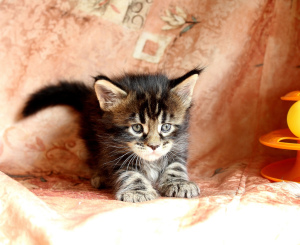 Photo №1. maine coon - for sale in the city of Izhevsk | negotiated | Announcement № 6548