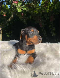Photo №3. Doberman puppies for adoption.. Finland