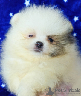 Photo №2 to announcement № 129662 for the sale of pomeranian - buy in Serbia 