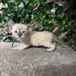 Photo №3. Bengal Kittens Exotic Elegance Meets Family Fun. Switzerland