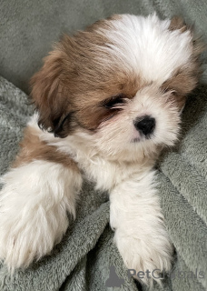 Photo №2 to announcement № 163982 for the sale of shih tzu - buy in United States private announcement