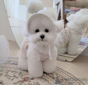 Photo №4. I will sell bichon frise in the city of Reykjavík. private announcement, from nursery - price - 528$