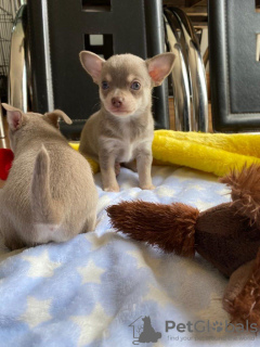 Photo №2 to announcement № 36516 for the sale of chihuahua - buy in Russian Federation 