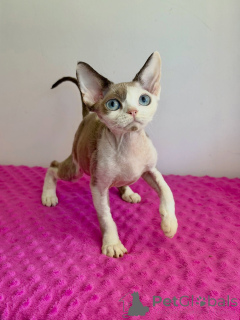 Photo №3. Striking Bicolor Sphynx Kitten with Bright Blue Eyes Seeking a Forever Home. Netherlands