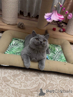 Photo №4. I will sell british shorthair in the city of Bochum. breeder - price - negotiated