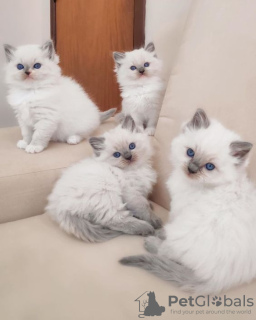 Photo №1. ragdoll - for sale in the city of Никосия | 250$ | Announcement № 124576