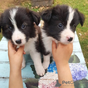 Photo №1. border collie - for sale in the city of Berlin | negotiated | Announcement № 119707