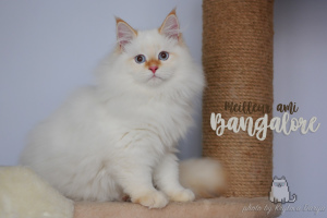 Photo №4. I will sell neva masquerade in the city of Moscow. from nursery, breeder - price - 890$