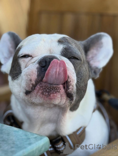 Photo №4. I will sell french bulldog in the city of London Borough of Camden. private announcement - price - 516$