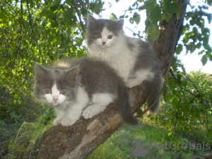 Photo №4. I will sell siberian cat in the city of Kharkov. private announcement - price - negotiated