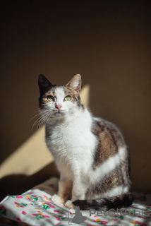 Photo №1.  - for sale in the city of Khimki | Is free | Announcement № 159179