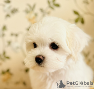 Photo №2 to announcement № 88937 for the sale of maltese dog - buy in Ukraine breeder