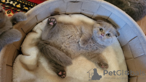 Photo №4. I will sell scottish fold in the city of Pritzwalk.  - price - 520$