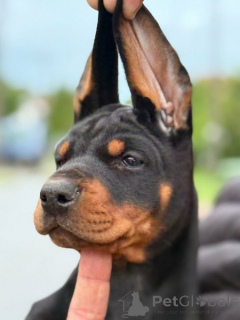 Photo №1. dobermann - for sale in the city of Bachka-Palanka | negotiated | Announcement № 161448