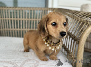 Photo №2 to announcement № 169342 for the sale of dachshund - buy in Czech Republic breeder