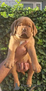 Photo №1. dogue de bordeaux - for sale in the city of Bielefeld | 338$ | Announcement № 126328