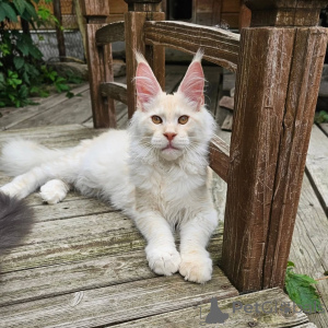 Photo №2 to announcement № 156995 for the sale of maine coon - buy in Sweden private announcement