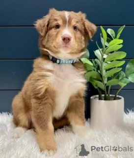 Photo №1. australian shepherd - for sale in the city of Aarau | negotiated | Announcement № 169537