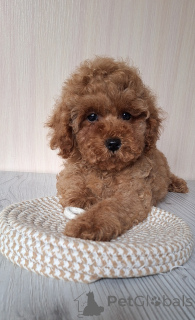 Photo №2 to announcement № 156620 for the sale of poodle (toy) - buy in Belarus from nursery, breeder