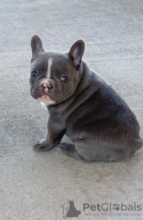 Photo №1. french bulldog - for sale in the city of Туусула | Is free | Announcement № 128358