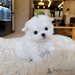 Photo №3. Breed Purebred Pomeranian puppies  11 weeks old Personality Very mellow and. Russian Federation