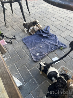 Photo №1. shih tzu - for sale in the city of Athens | 300$ | Announcement № 174591