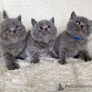 Photo №1. british shorthair - for sale in the city of Uppsala | 5$ | Announcement № 97546