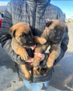 Photo №1. belgian shepherd - for sale in the city of Albany | negotiated | Announcement № 160439